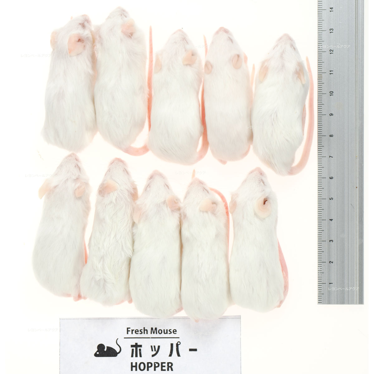 楽天市場】冷凍 ホッパー ラットの通販