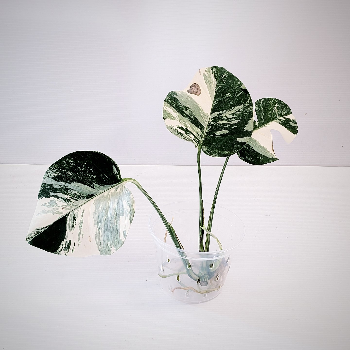 楽天市場】ホワイトタイガー モンステラの通販