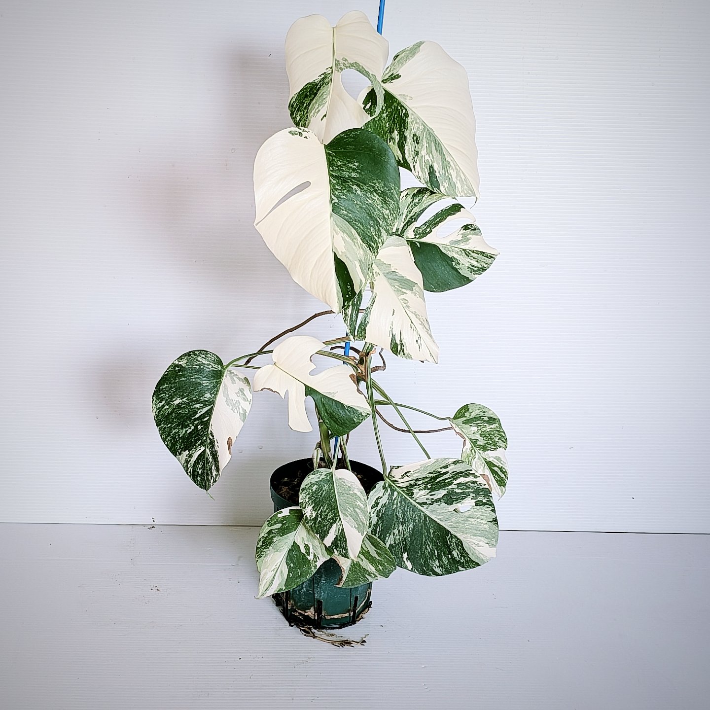 楽天市場】ホワイトタイガー モンステラの通販