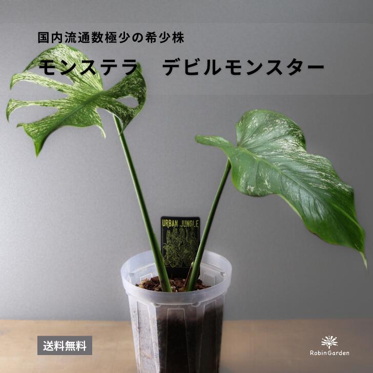 楽天市場】モンスラ（花・ガーデン・DIY）の通販