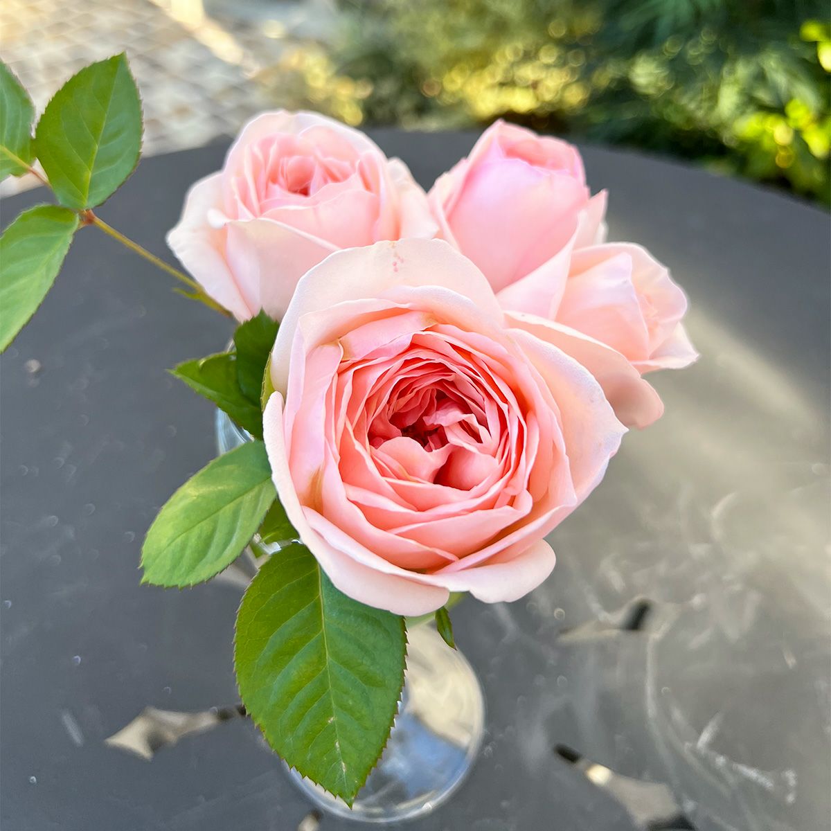 楽天市場】さくらいろ 薔薇の通販