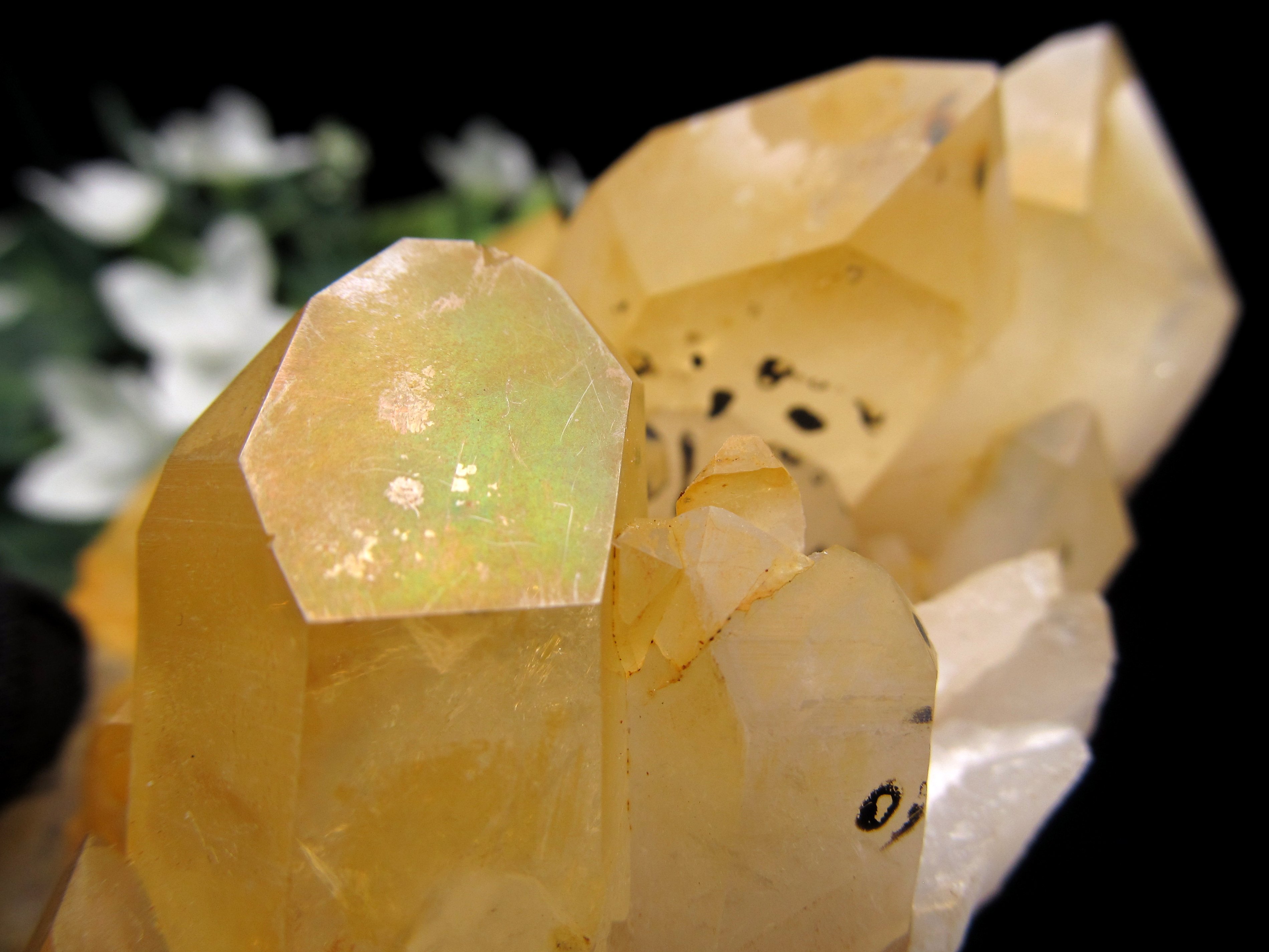 楽天市場】ゴールデンヒーラークラスターの通販