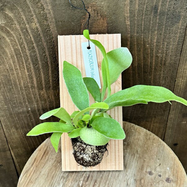 楽天市場】ビカクシダ ビフルカツムの通販