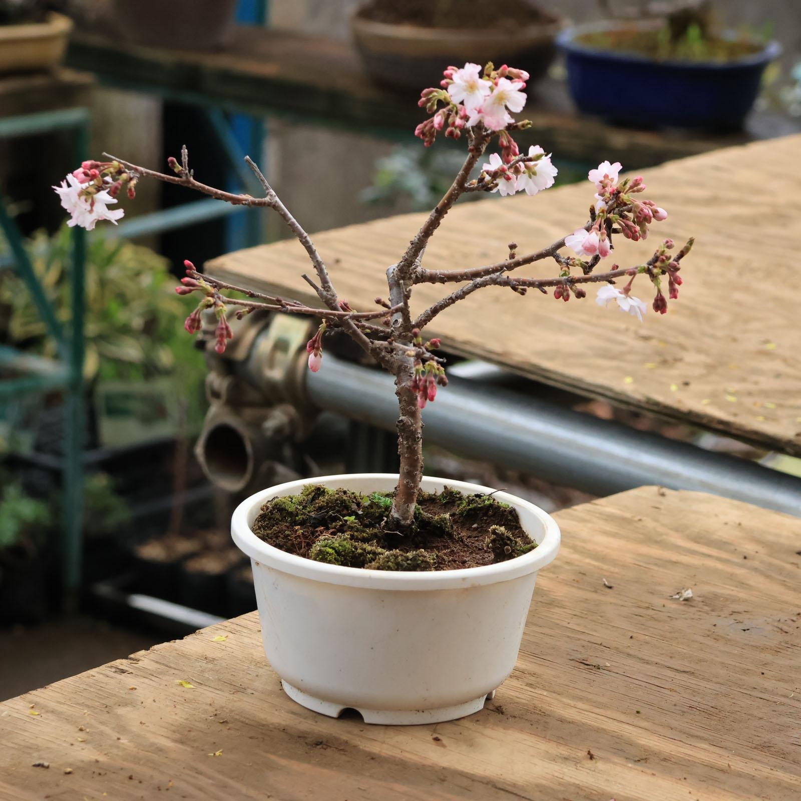 楽天市場】十月桜の通販