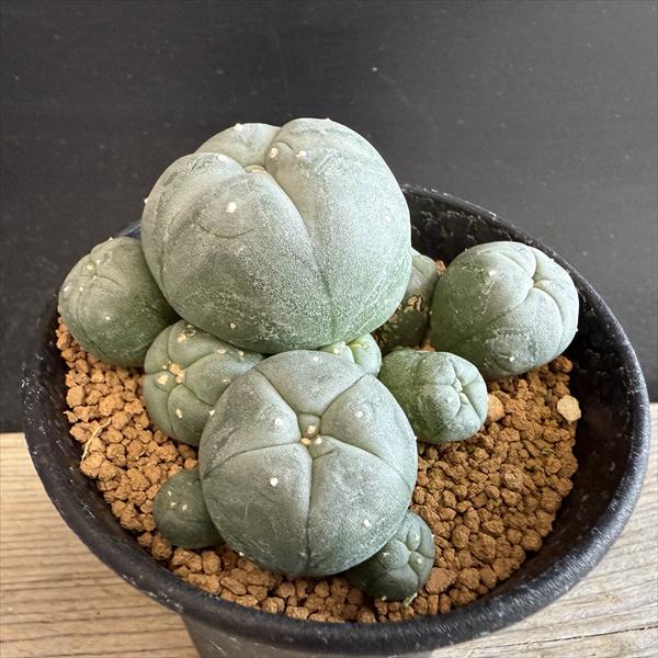 楽天市場】烏羽玉の通販