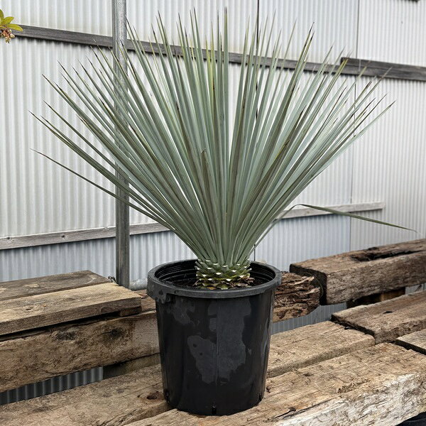 楽天市場】ユッカ リギダ（花・観葉植物｜花・ガーデン・DIY）の通販