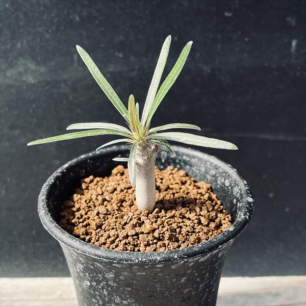 楽天市場】パキポ（種類（植物）パキポディウム）の通販