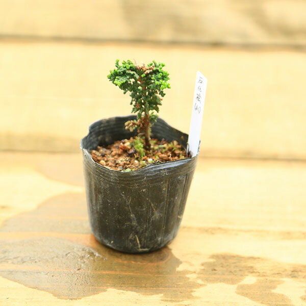 楽天市場】石化 ヒノキ 盆栽の通販