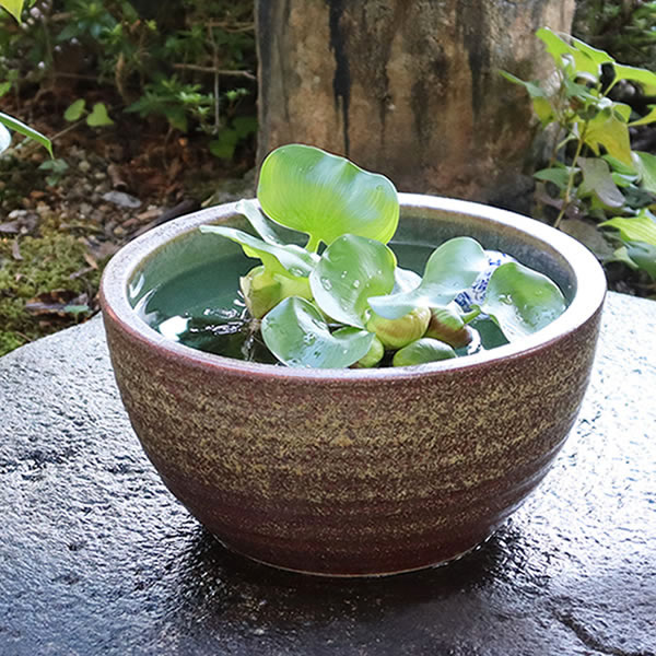 楽天市場】金魚鉢 庭の通販