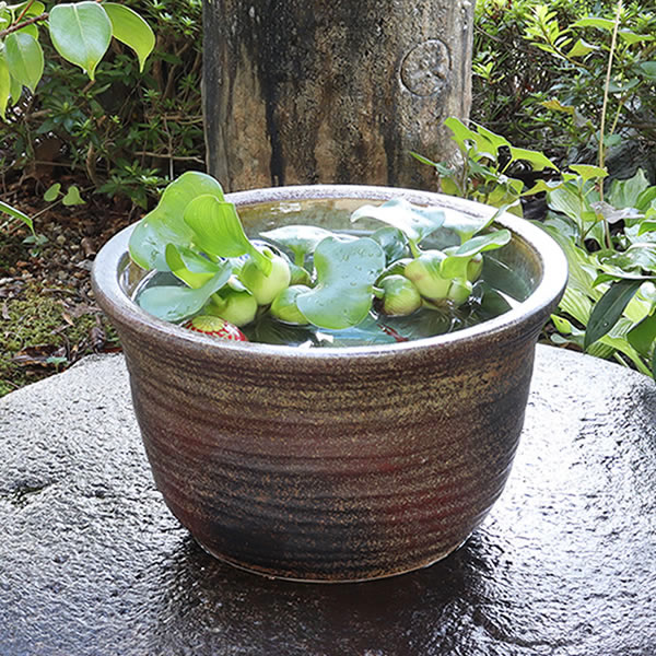 楽天市場】12号 睡蓮鉢の通販