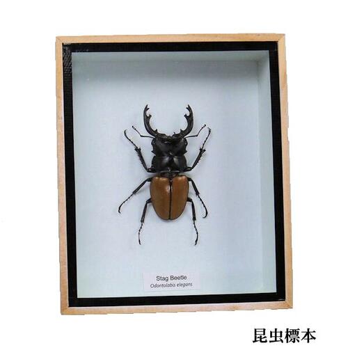 楽天市場】クワガタ 標本の通販