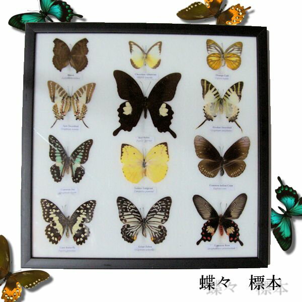 楽天市場】標本セット 蝶の通販