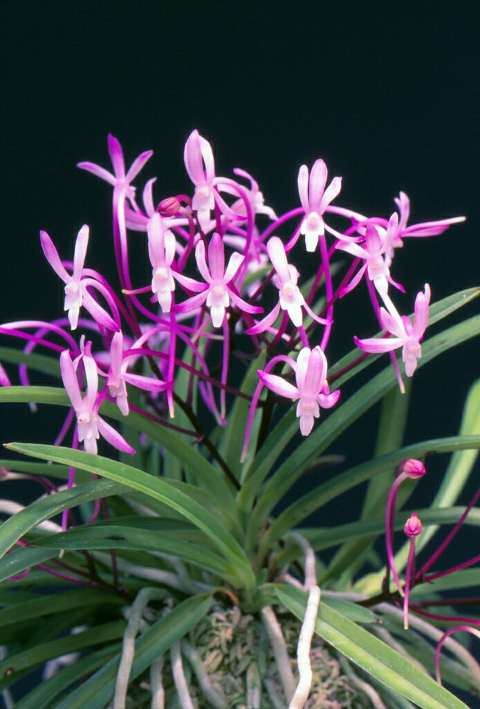 楽天市場】富貴蘭（花・観葉植物｜花・ガーデン・DIY）の通販