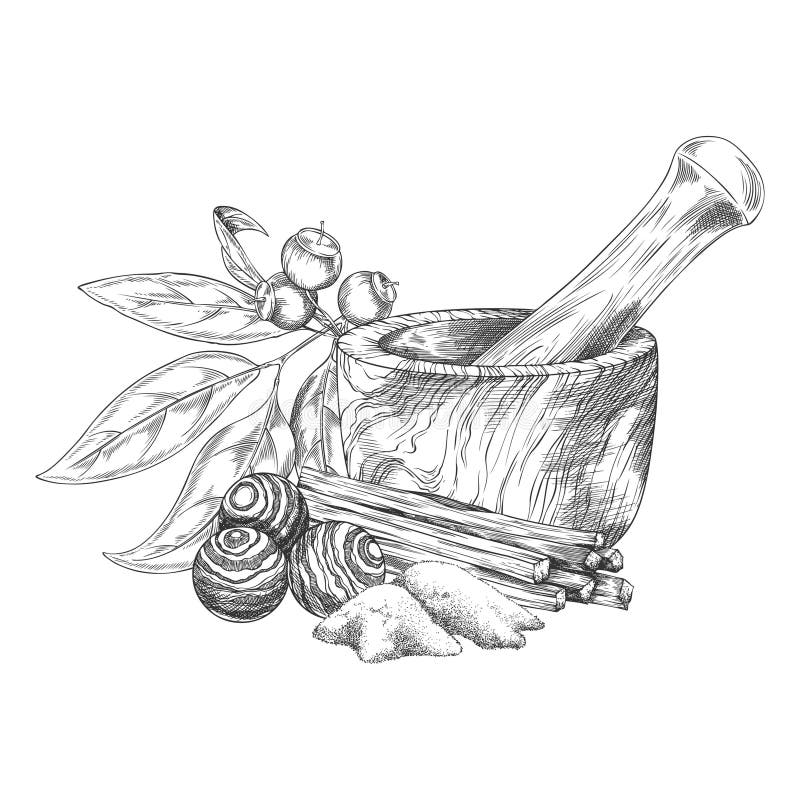 Sandalwood Sketch Stock Illustrations – 172 Sandalwood Sketch
