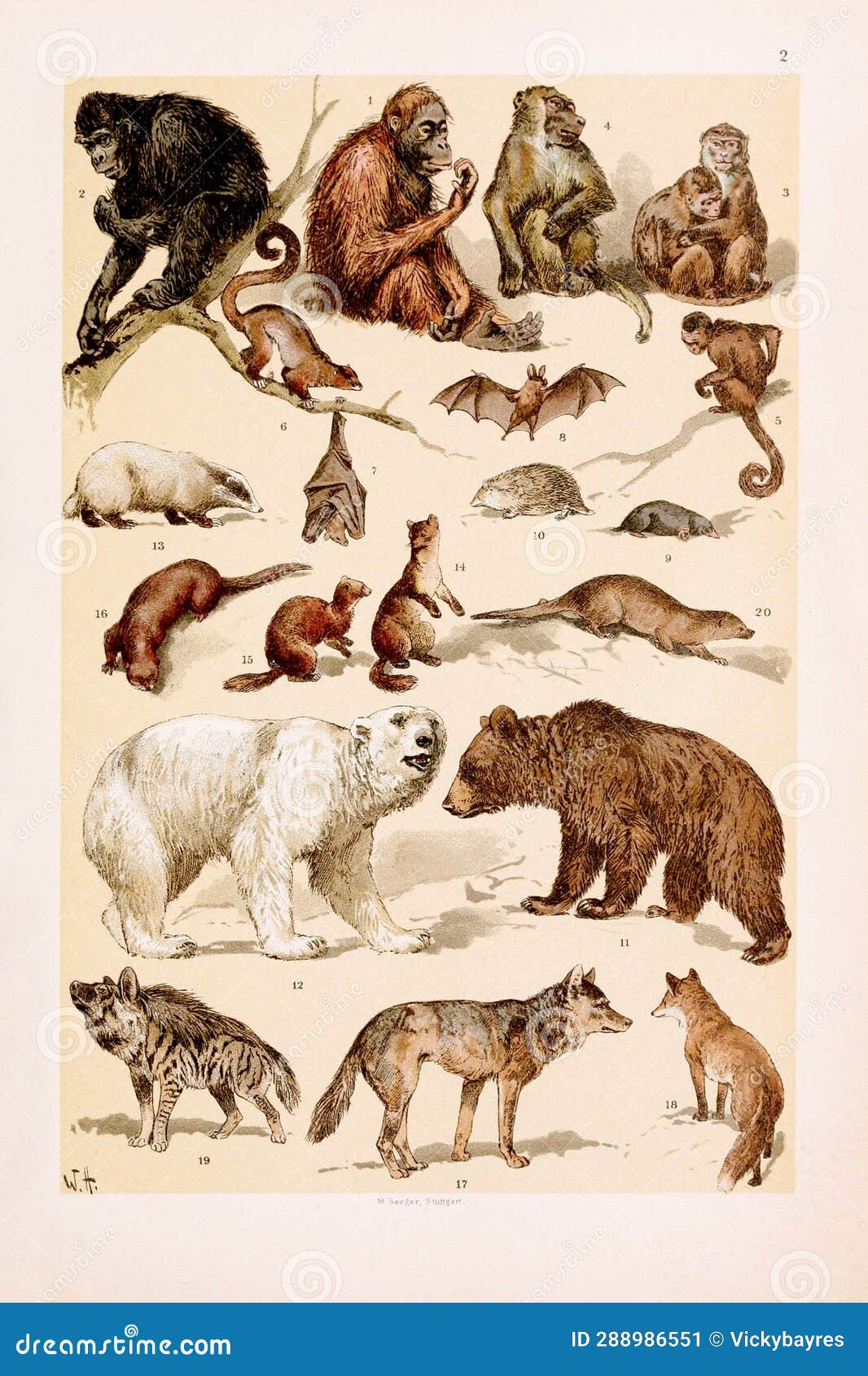 Vintage Animal Illustration. Natural History. Zoological Chart