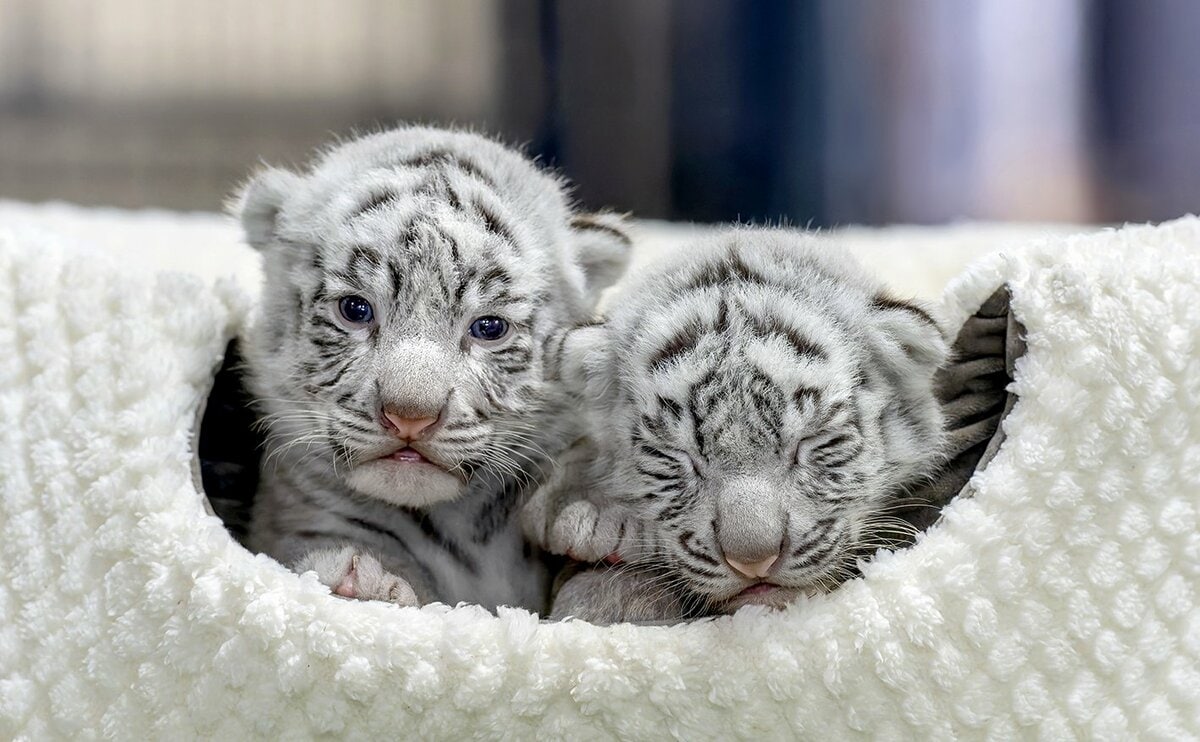 ホワイトタイガーの写真集『とらのこ』の発売即重版が決定 「癒される