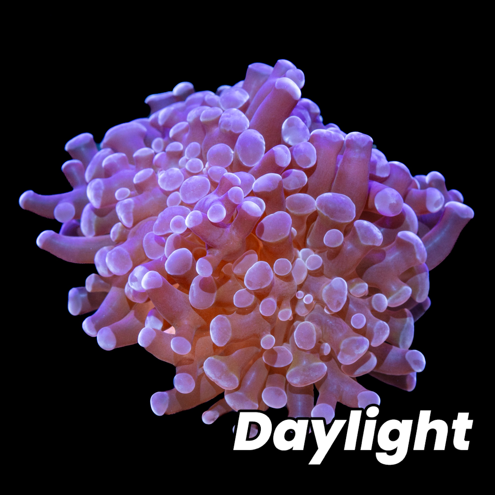 Indo Purple Frammer - Tidal Gardens