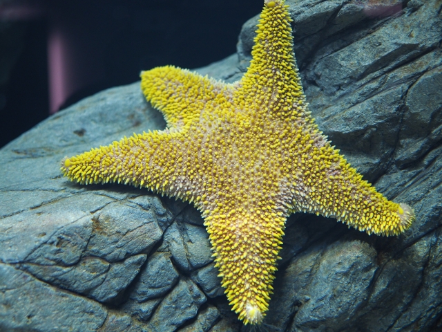 星型だけじゃない！？見た目が特徴的なヒトデ図鑑 ヒトデの基本情報も