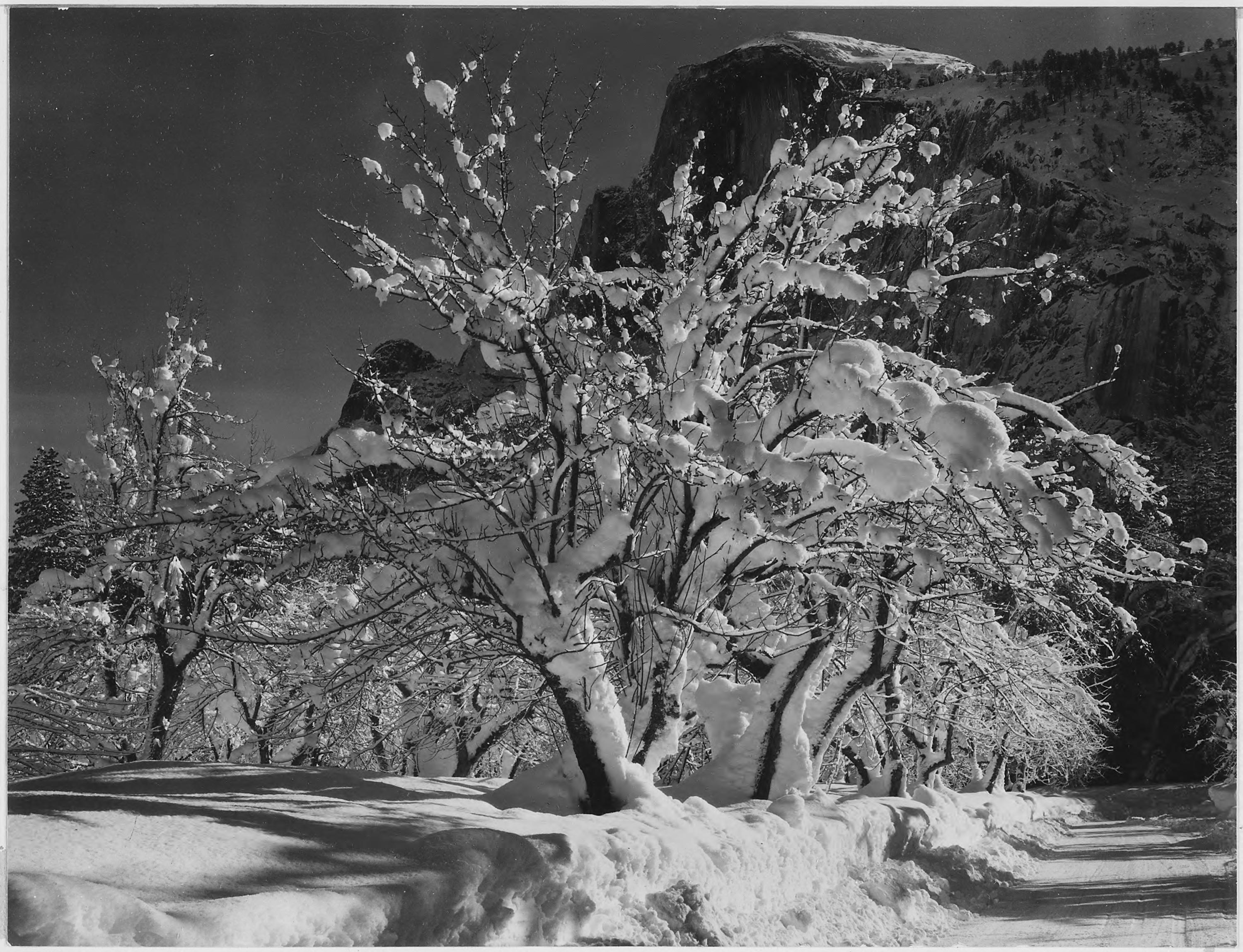 Trees with Snow on Branches, 
