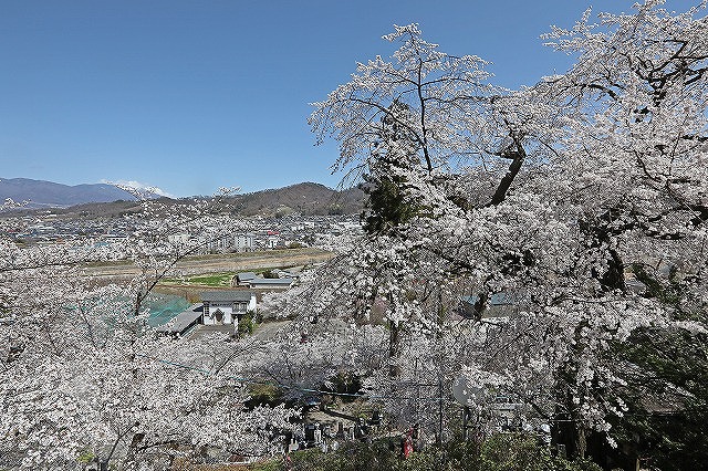義仲桜」が見ごろ！ ☆上田市の岩谷堂の「樹齢800年」とされる