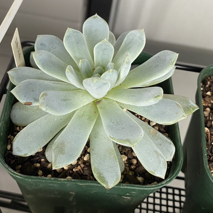 ビアンテ | TOMOZOO