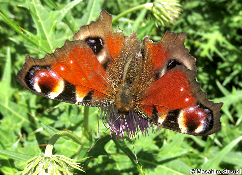 クジャクチョウ Inachis io