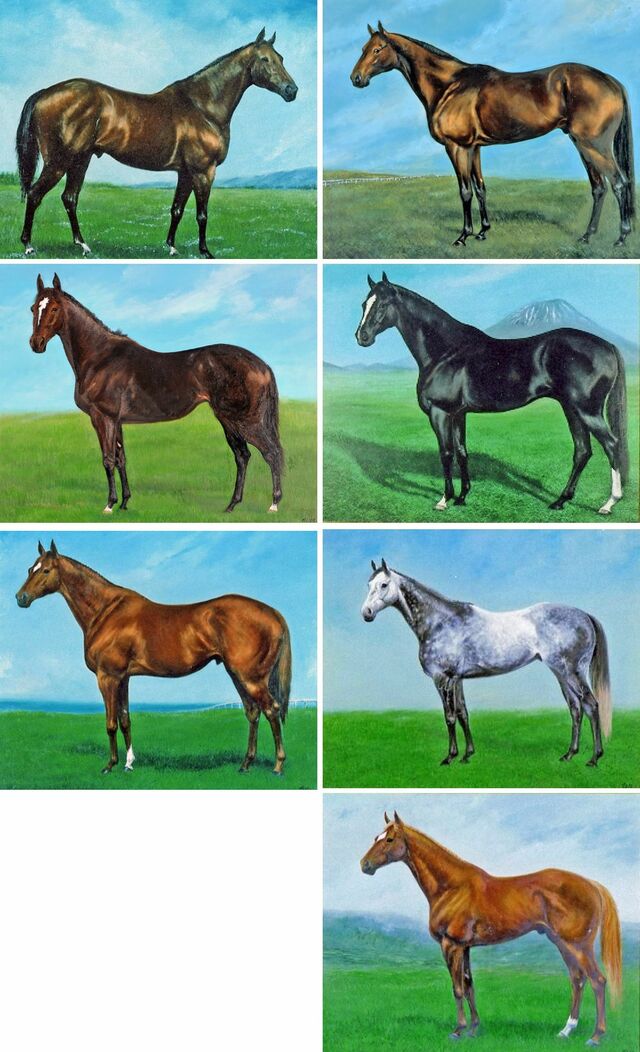 1万頭の気品描く 【連載】青い森と馬⑩ 久保田政子さん（八戸出身