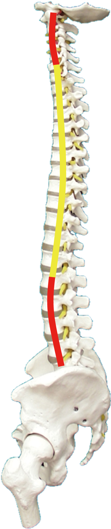 背骨のしくみ | 骨盤ケア（トコちゃんベルトの青葉 公式サイト）
