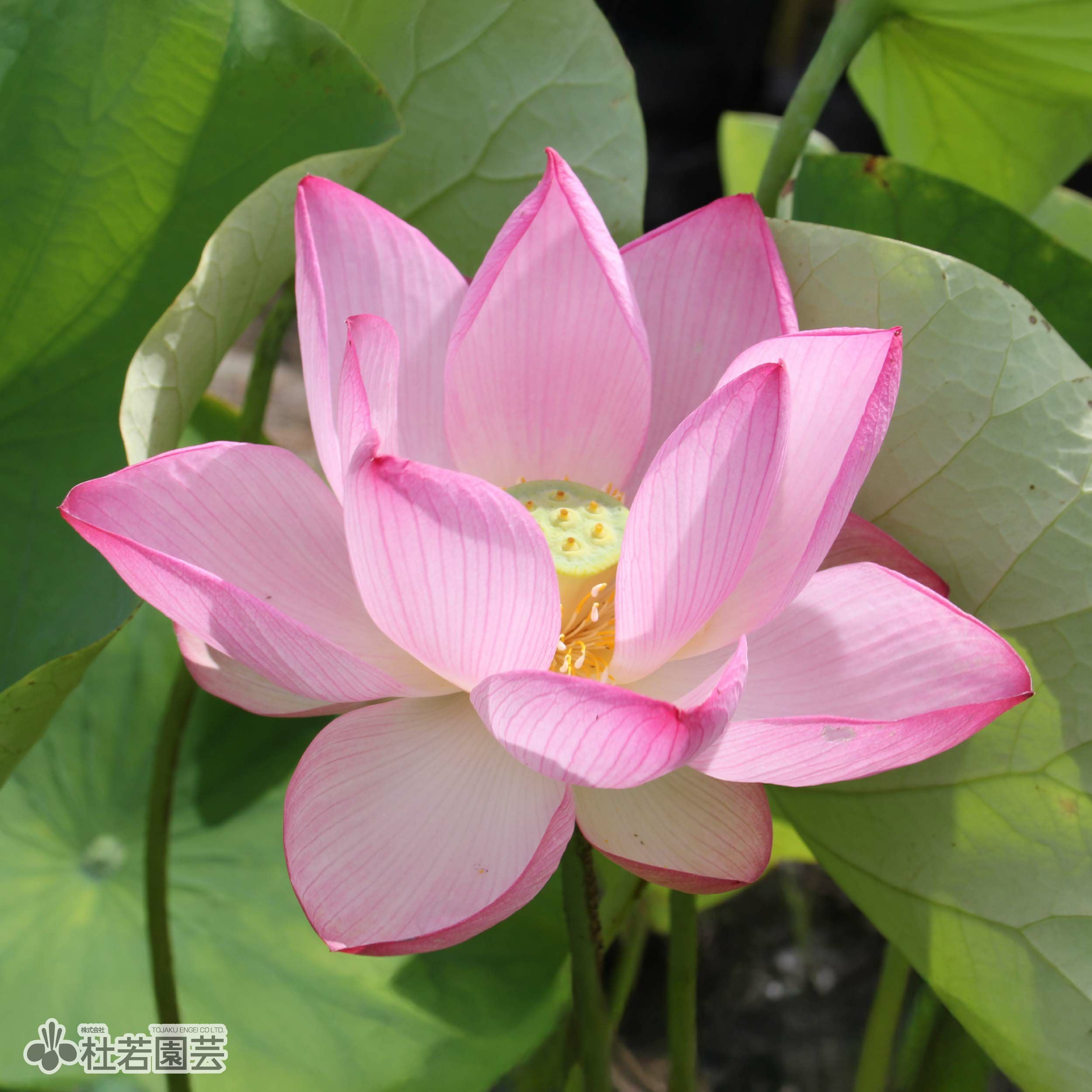 蓮、ハス】桜蓮(おうれん)【中・大型種】 | 杜若園芸WEBショップ｜水草