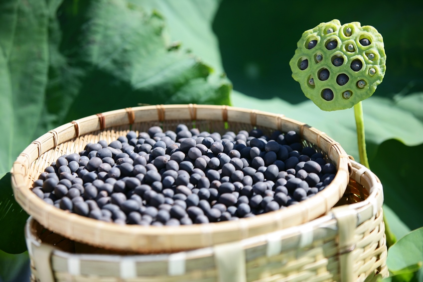 5袋までメール便対応】蓮たねものがたり-紫玉蓮(しぎょくれん)【小型種