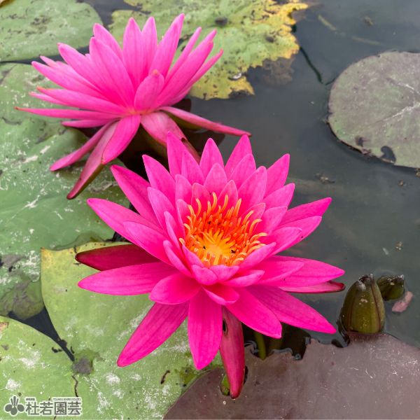 スイレン】 タンクワン(温帯睡蓮) 12cmポット | 杜若園芸WEBショップ