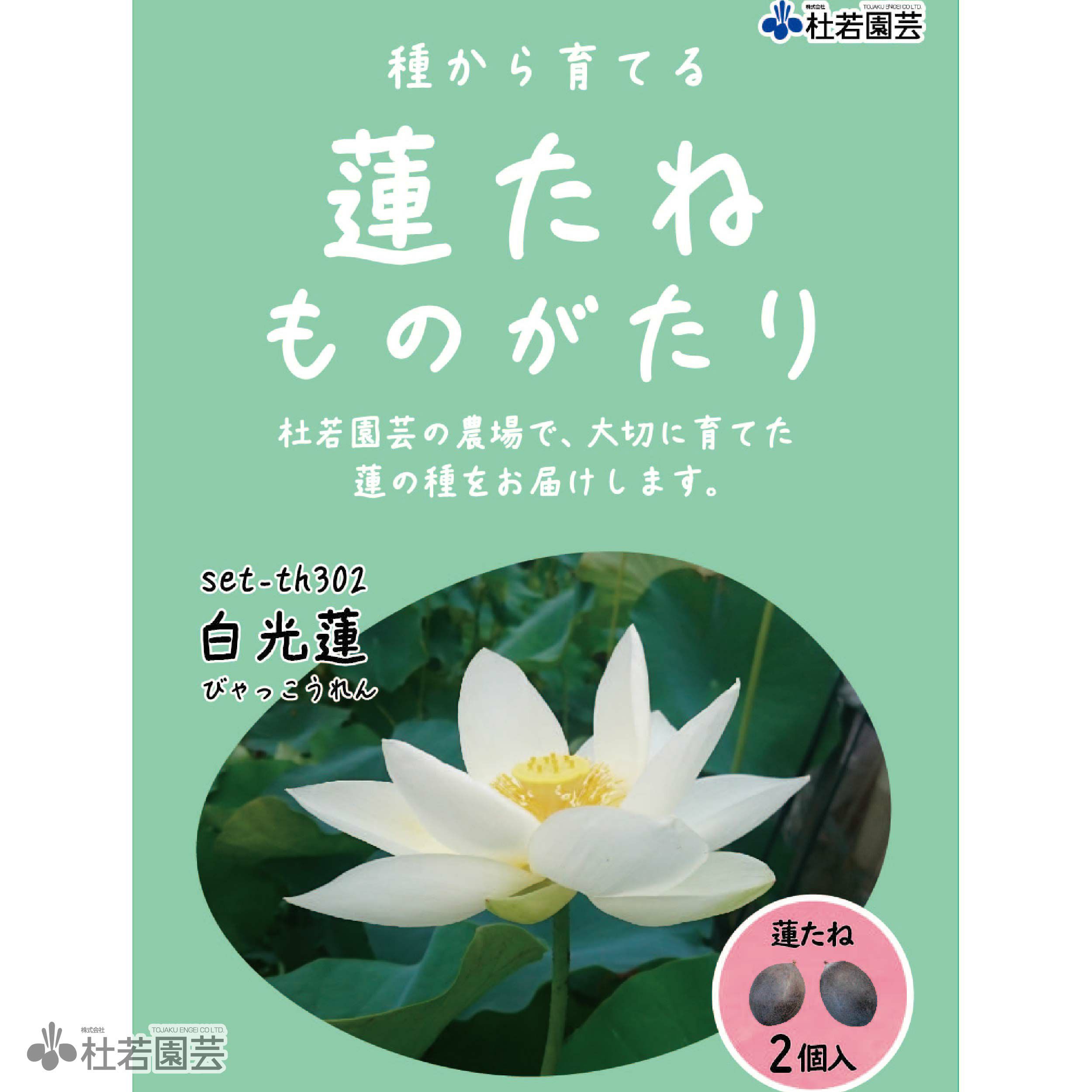 蓮（ハス）の種子の通販（販売） | 杜若園芸WEBショップ｜水草の生産