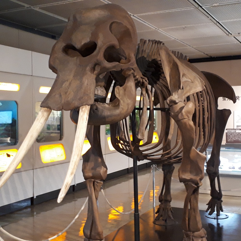 鳥取県でナウマンゾウに、出会ったぁー by にゃんボク | 中央区観光