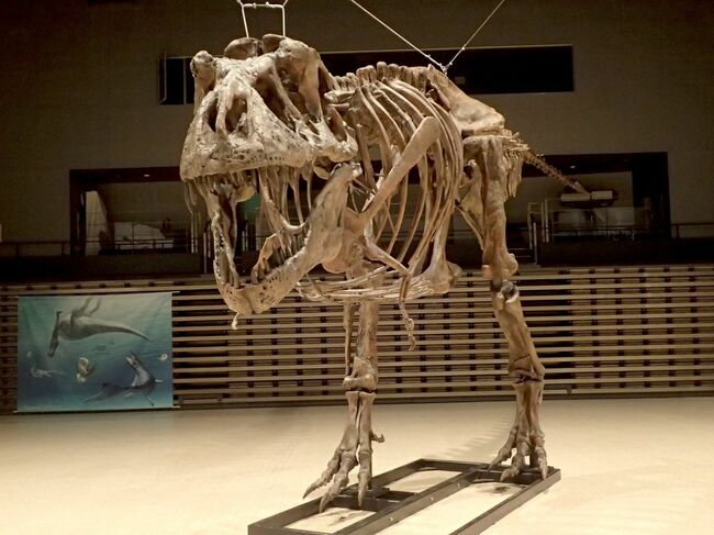 世界最大ティラノなど集合 19日から県立博物館「トクシマ恐竜展」 四