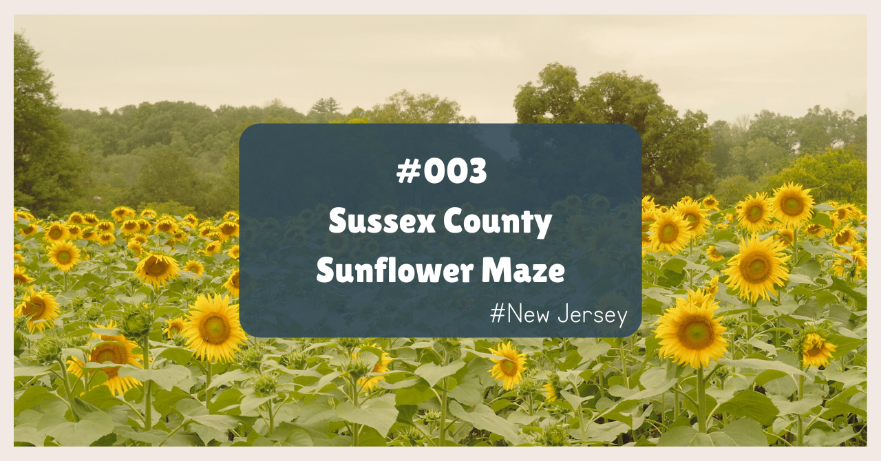 003 【NJの巨大ひまわり畑】Sussex County Sunflower Maze - with my