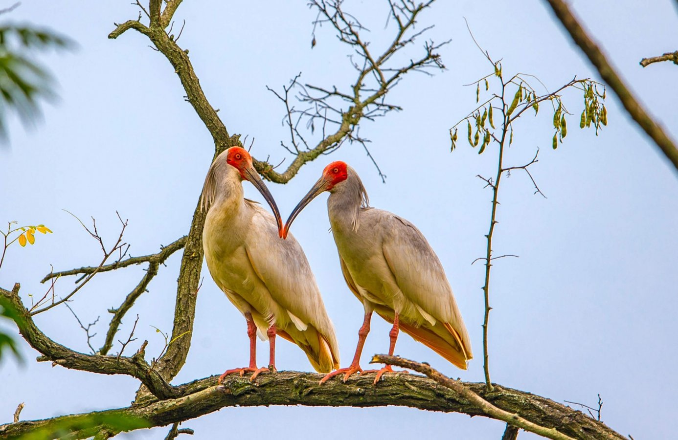 不死鳥： 絶滅の縁から甦った5種の鳥 | バードライフ