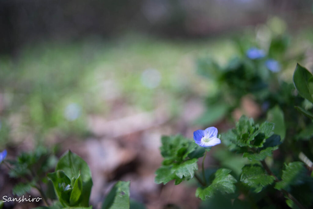 YASHICA ML 24mm F2.8 － ヤシカ ML24mm F2.8