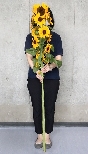 ひまわりコンサートベル®について | そうだタネまこう | 株式会社トーホク