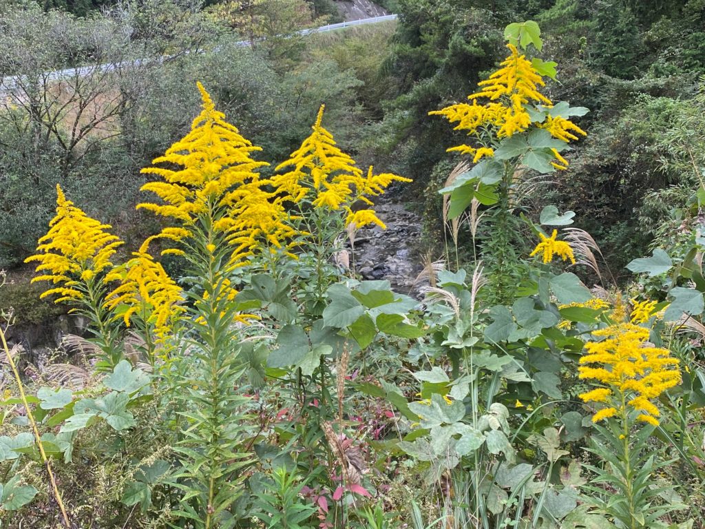 セイタカアワダチソウ（背高泡立草） | とさちょうものがたり