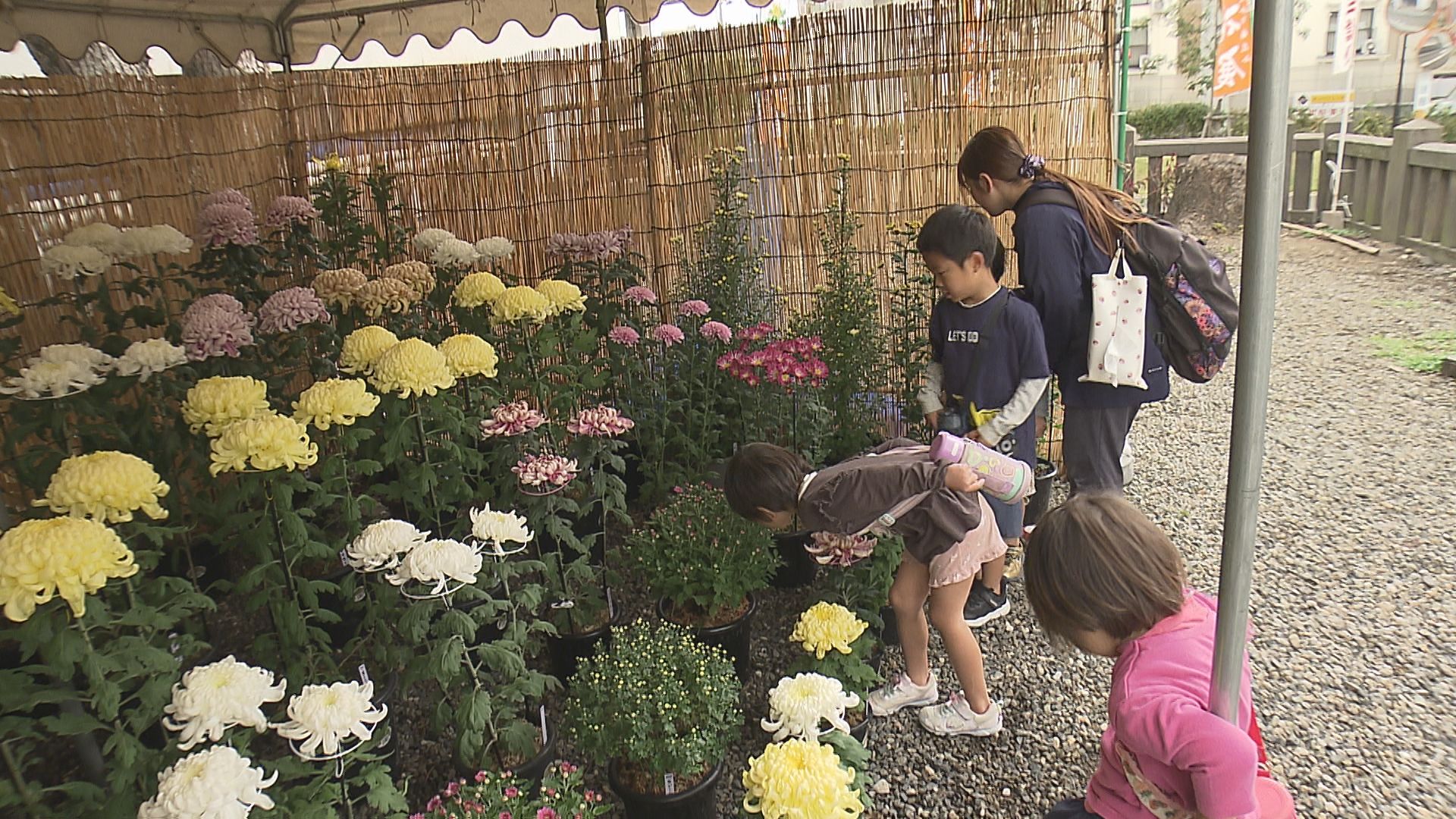 丹精込めて育てた花を披露「菊花展」約400点が優雅に咲き誇る 大分