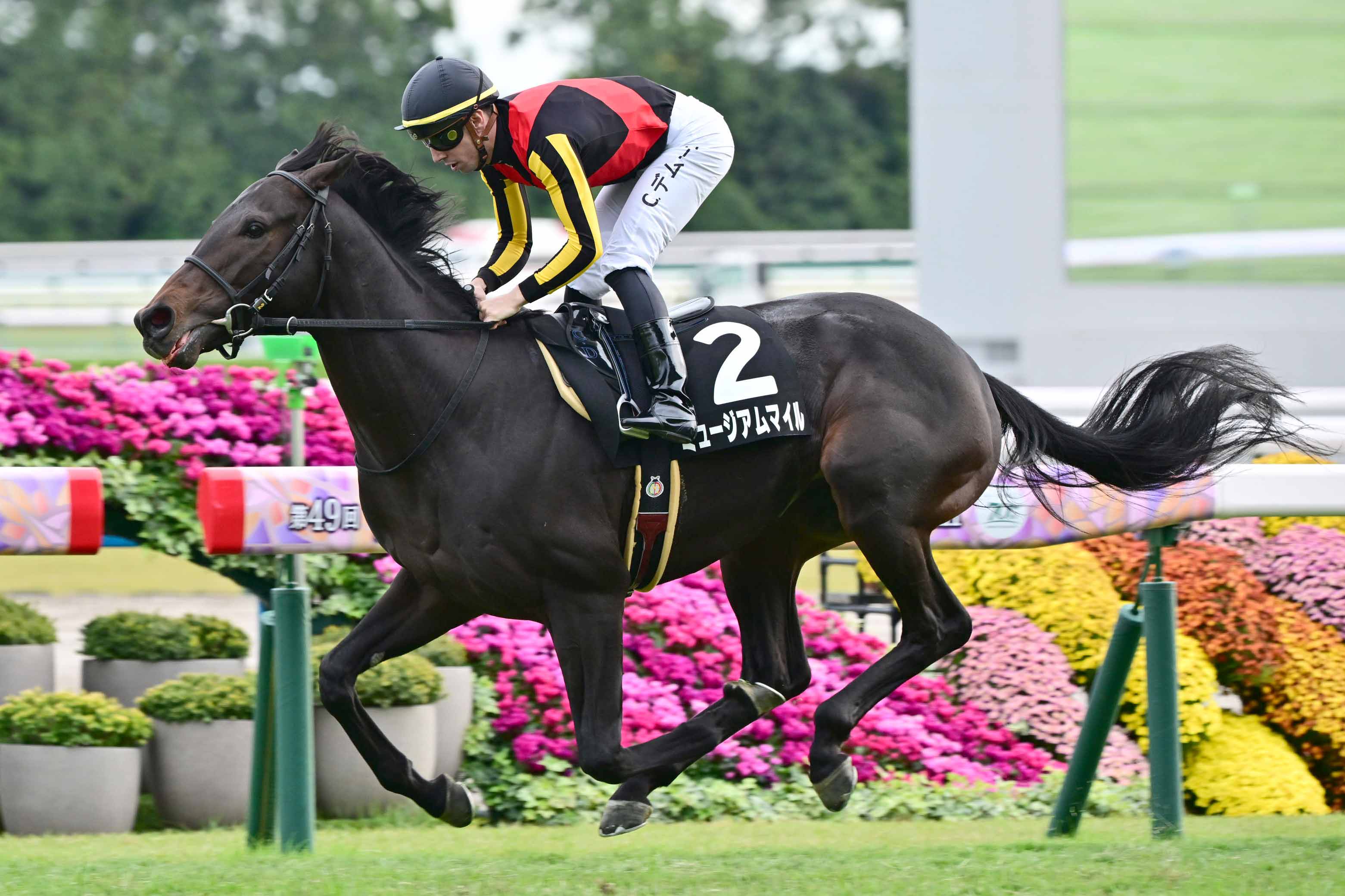 ミュージアムマイルは皐月賞でジョアン・モレイラとのコンビへ | 競馬