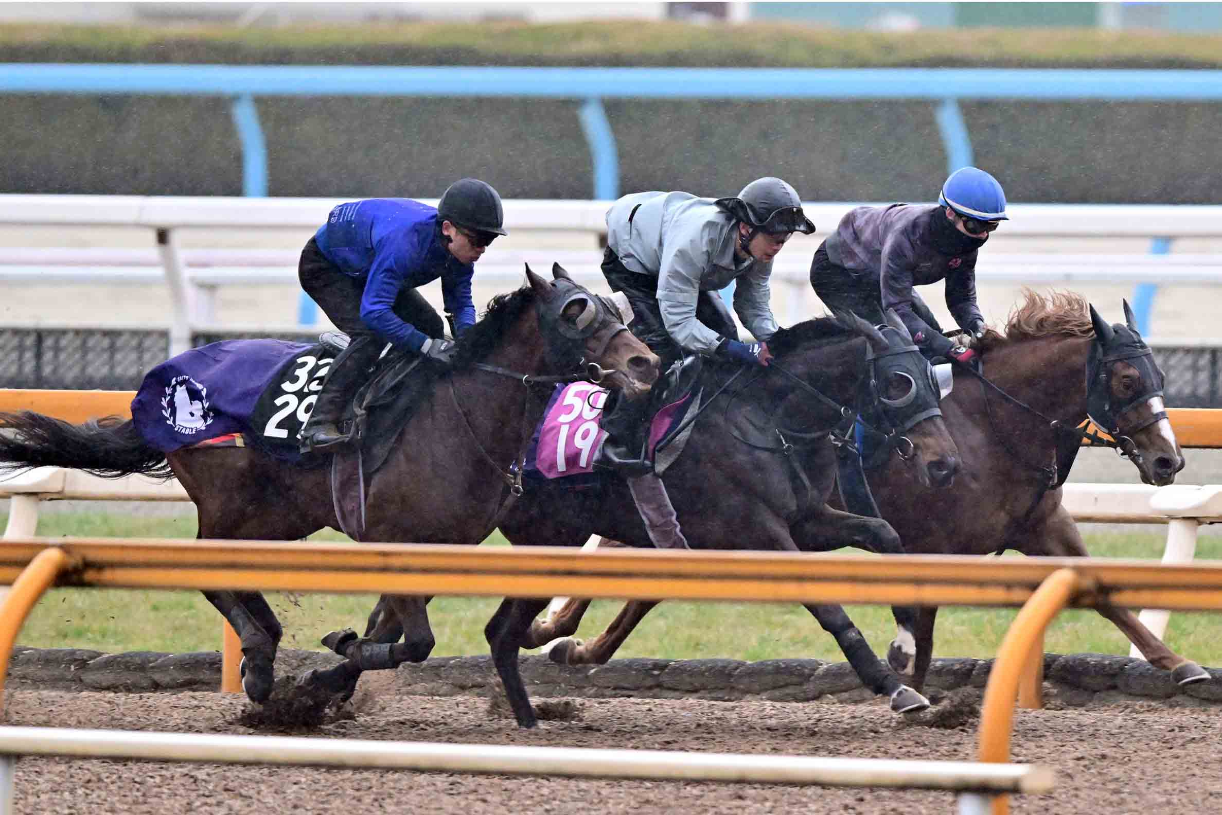 アネモネS・過去5年データ】「前走重賞組」は不振傾向 わずか1連対