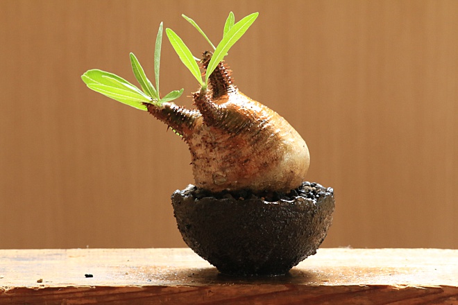 パキポディウムグラキリス Pachypodium Gracilius | 益子焼窯元よこやま