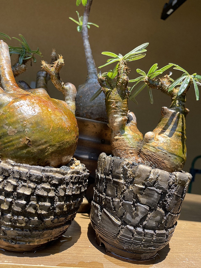 アガベ・塊根植物の陶器鉢制作と販売。植木鉢オーダー・塊根植物・人気