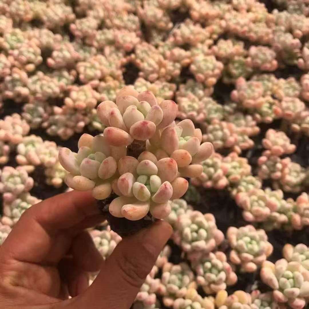 プラグトレー苗一覧 – Top Succulent®