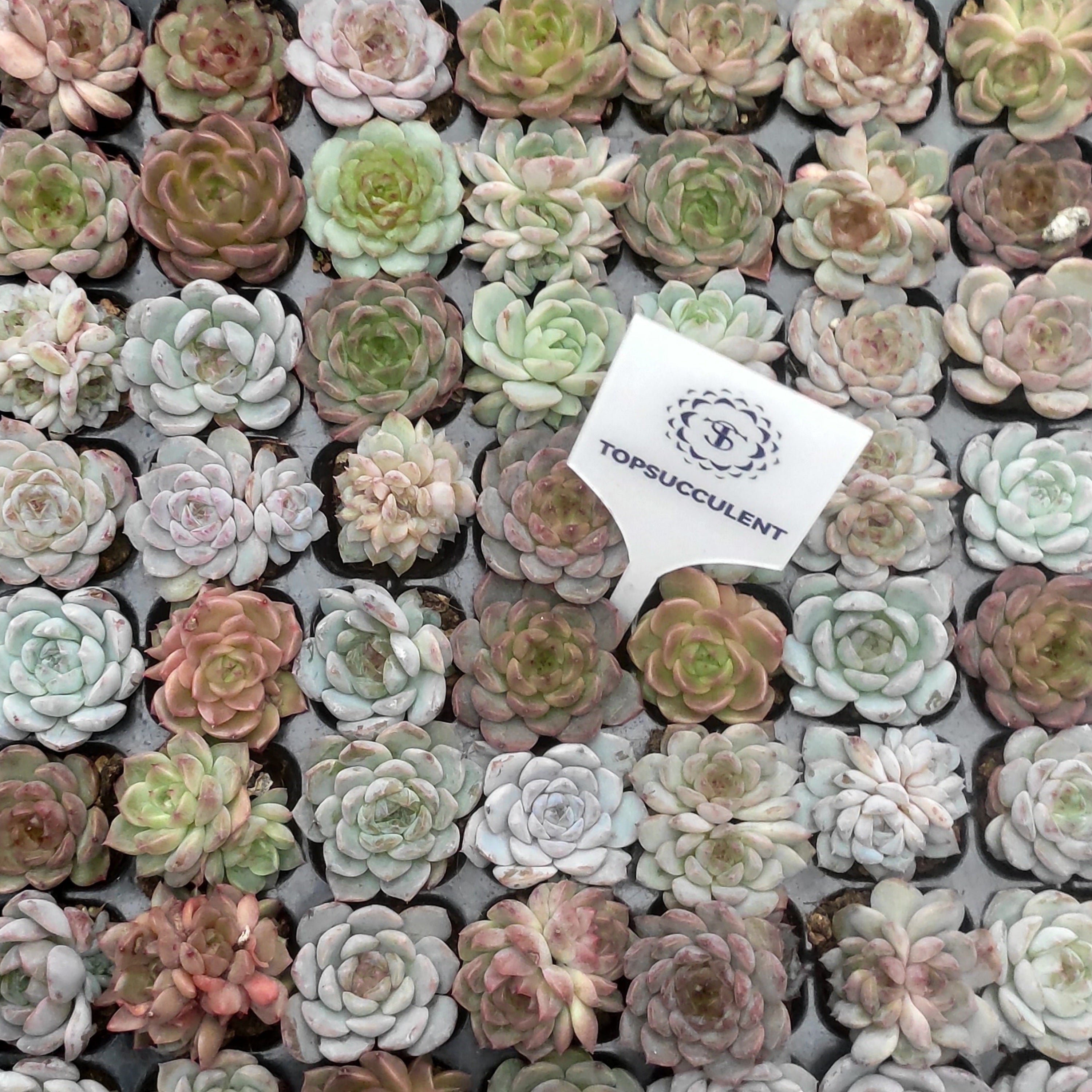 プラグトレー ミックス苗 – Top Succulent®