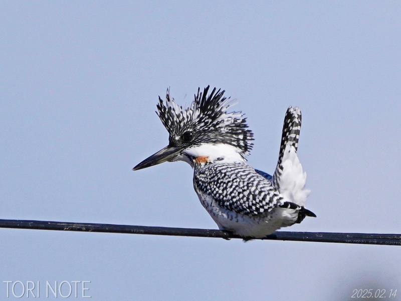 ヤマセミの飛ぶ水辺 | Tori Note -茨城の野鳥観察日誌-