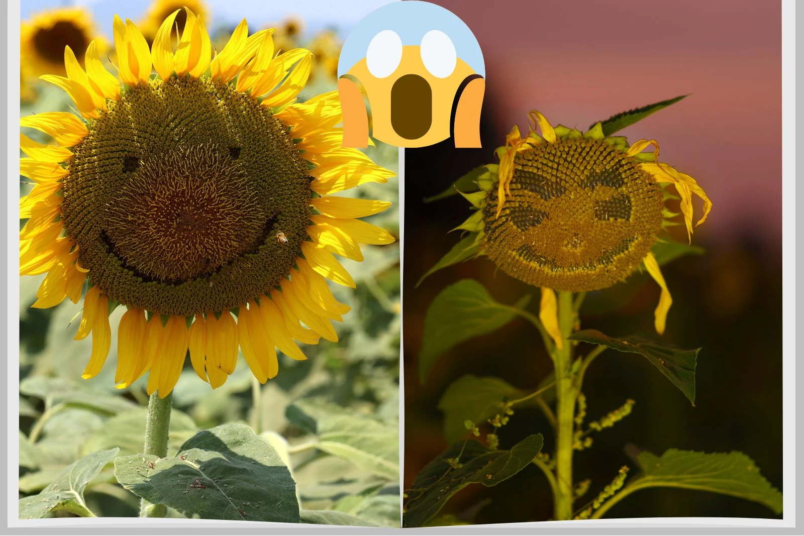 attachment-Untitled-design-