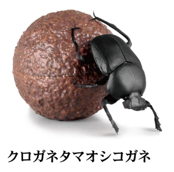 1/1 フンコロガシ 【SO-TA】