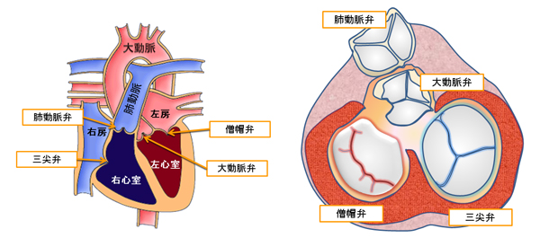 弁膜症手術 | 東京科学大学 心臓血管外科